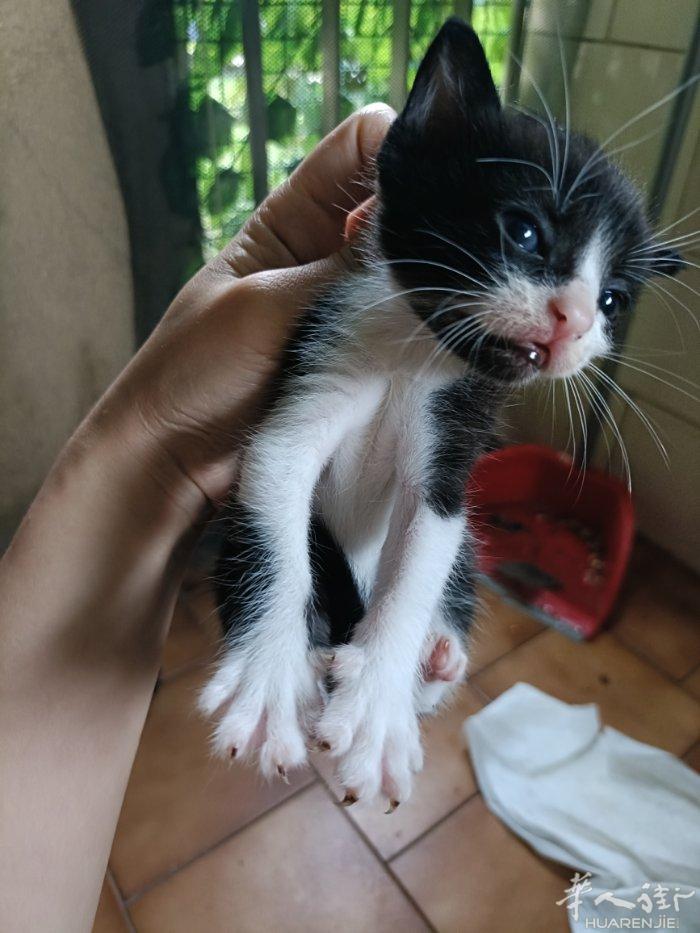 出两只小猫崽，随时取，黑色是母猫，黑白是公猫，无偿领养