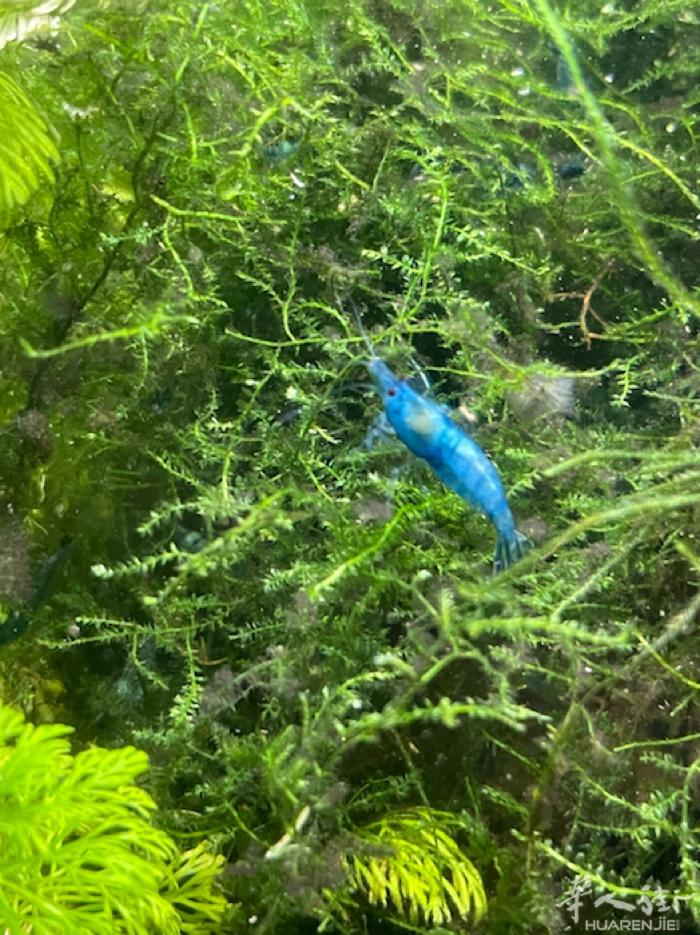 出售蓝色米虾DREAM BLU 出售蓝色幼虾，3-4个月前出生在我的鱼缸里，现在