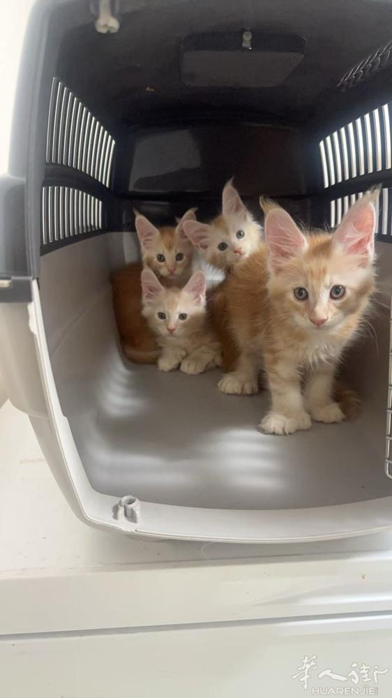 出缅因猫 凯米尔色 喜欢联系 ！！！