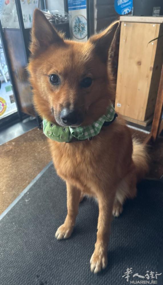 想找有爱心的爱狗人士，免费送一只1岁8个月大的芬兰狐狸犬，由于没有时间照顾。电话