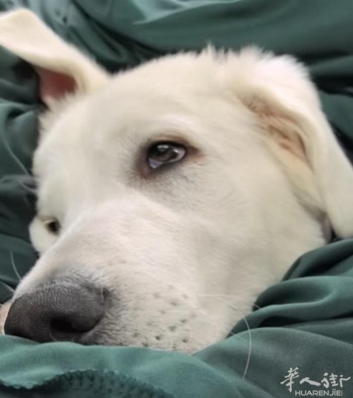大型犬免费领养 马雷马犬 call：3778376833