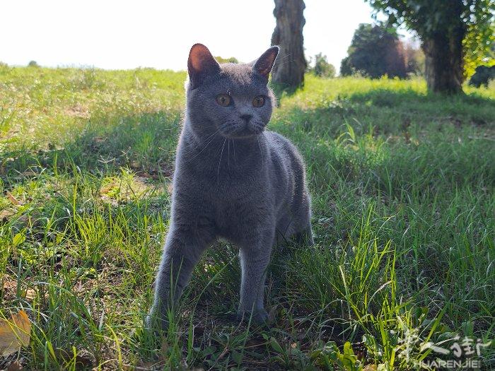 纯种英短蓝猫