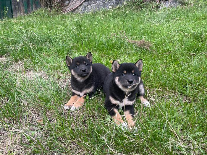 柴犬黑色幼犬三只两公一母，550一只，芯片➕疫苗血统，管送，A389567888