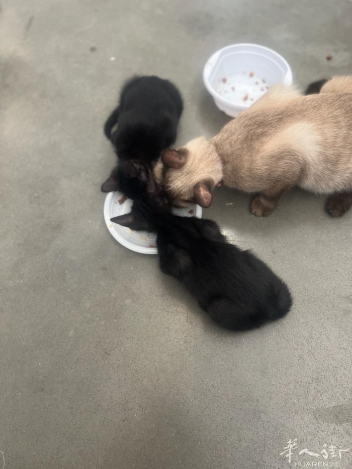 免费送小黑猫