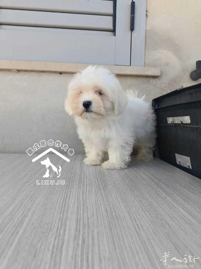 【韩版马尔】最后一只妹妹啦