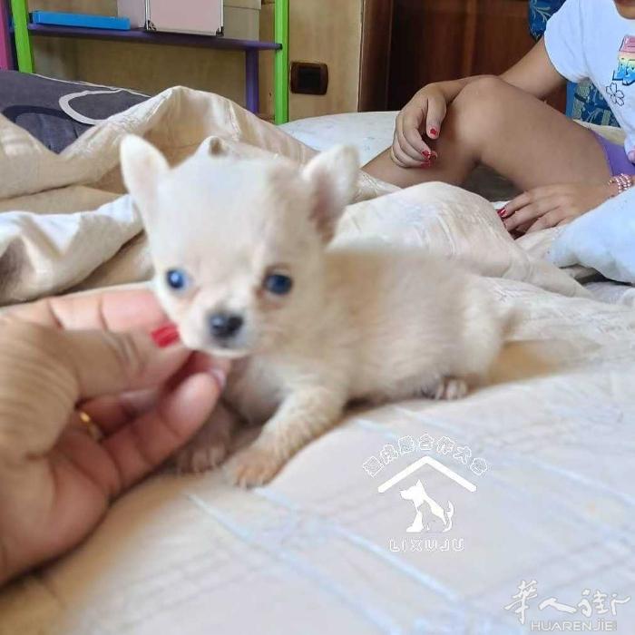 【超小体吉娃娃】奶白色两只弟弟