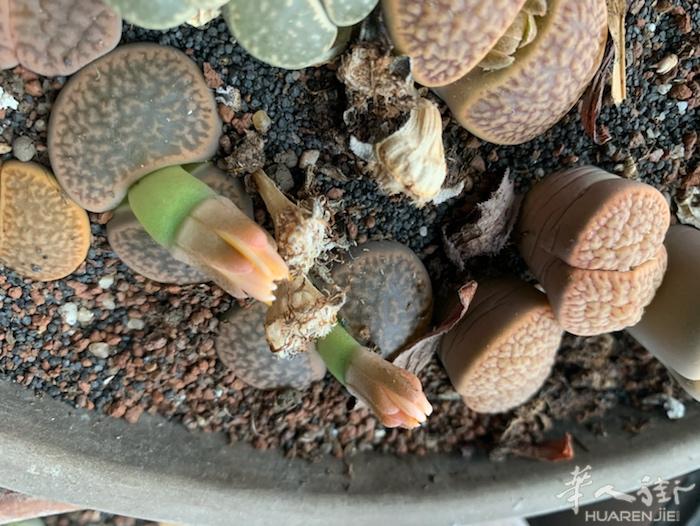 生石花种子 又名石头花 屁股花 去年开花后原株上自然成熟 一个果种里面大概有20