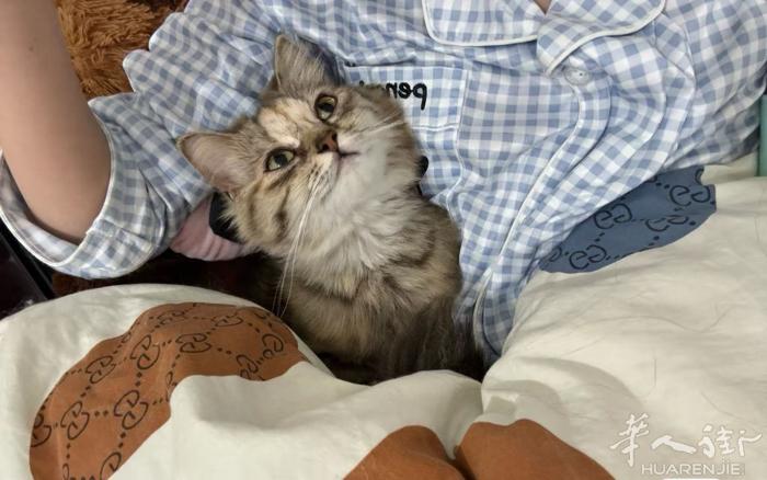 无偿领养 个人原因没时间照顾猫猫 需要自己买好猫咪用品！一年内每个月一次的信息发