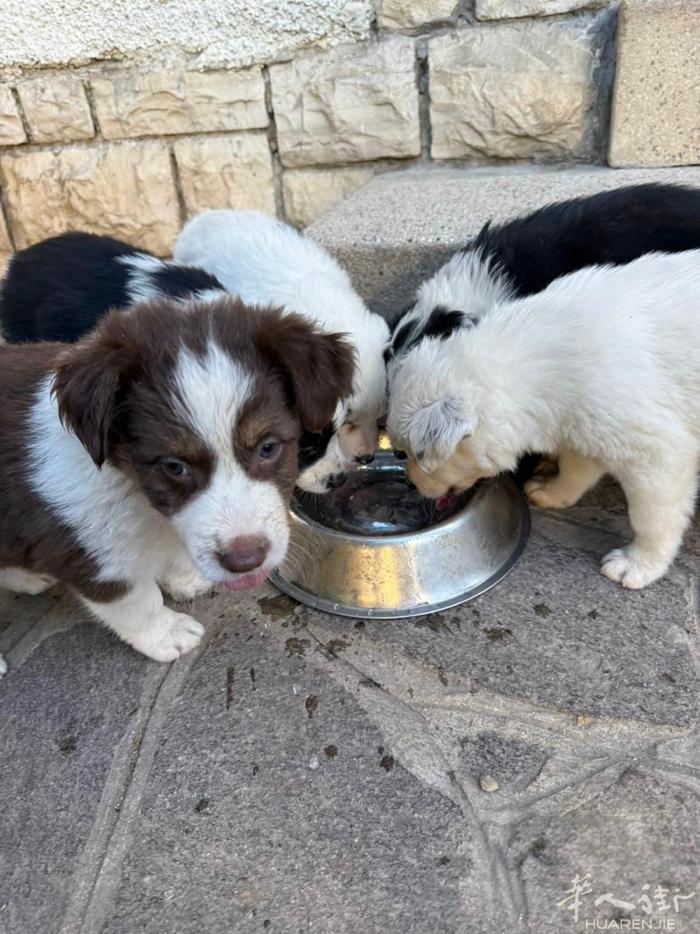 边境牧羊犬幼犬，一公四母。它们两个月大，已经驱虫断奶。在三个月大时自行接种疫苗并