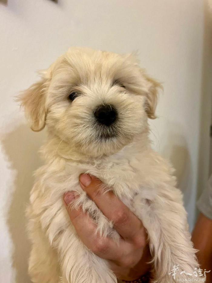 马尔济斯犬幼犬，4只马尔济斯犬幼犬可供选择：3只母犬或1只公犬。幼犬健康状况良好