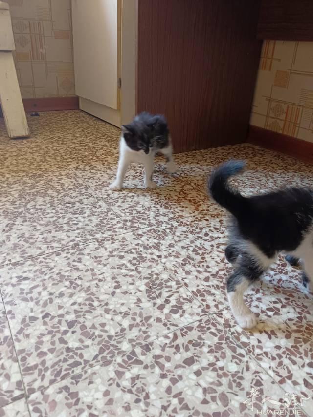 米兰出一只50天奶牛猫妹妹
活泼可爱习惯吃猫粮会用