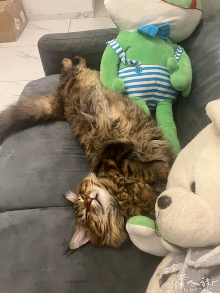 猫友们，我家缅因公猫发情了，有没有小母猫啊？