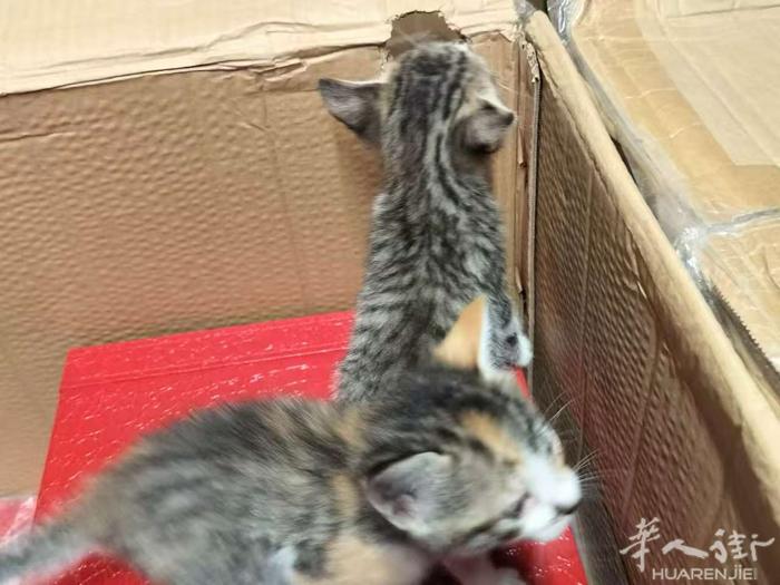 狸花猫宝宝找新主人 🐱  朋友家有可爱的小猫咪，马上就满两个月啦～ 已经回自理