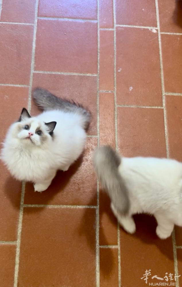 布偶猫妹妹找家，意大利境内可配送，喜欢的联系