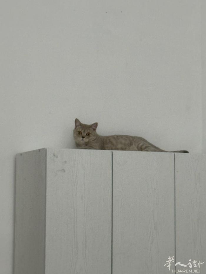 小偿领养猫咪 六个多月 三针疫苗都打完 已绝育  性格非常好 随便撸 不咬人不抓