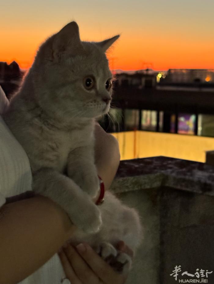 罗马小猫求领养 六个多月 三针疫苗都打完 已绝育 性格非常好 随便撸 不咬人不抓