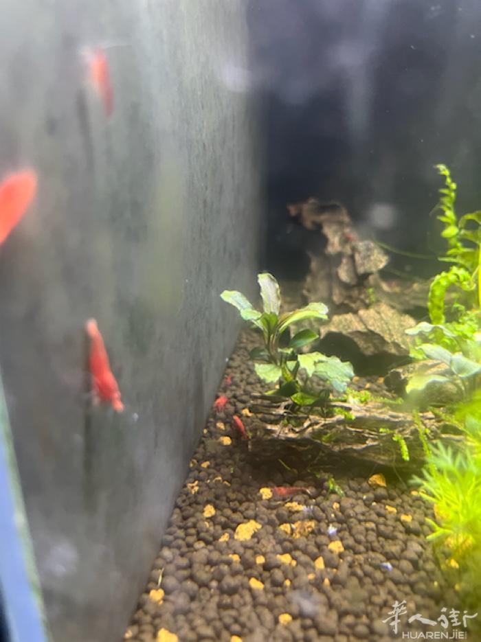 出极火虾和梦幻兰虾