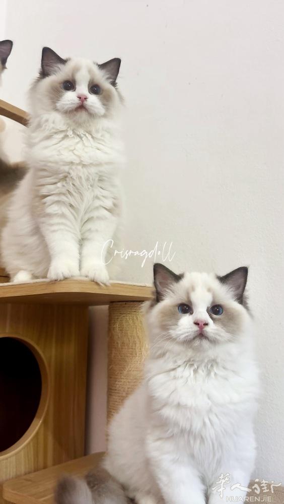 漂亮布偶猫，证件，疫苗齐全，坐标佩鲁贾，境内可配送，喜欢的联系