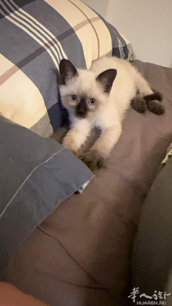 英短布偶串串 刚满两个月 300可小刀 送猫咪生活用品（猫砂盆 粮 猫抓板 玩具