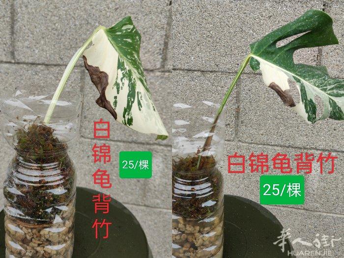 出让白锦龟背竹扦插苗巳长根！