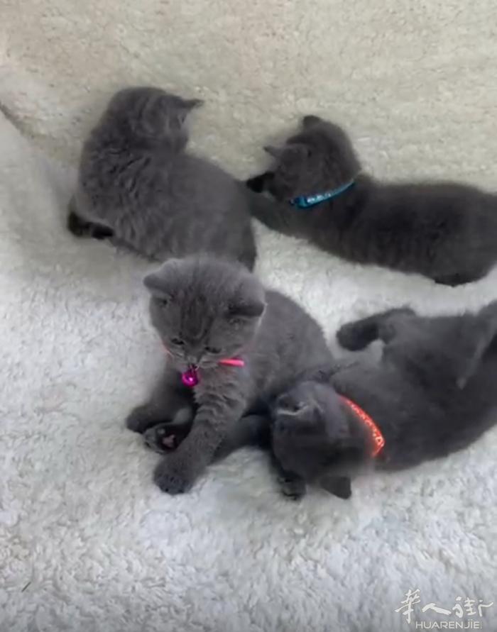 苏格兰折耳猫寻找有缘的主人 瑞士的冠军猫幼崽 75天  有意向的33321088