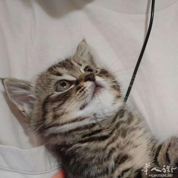 米兰市内虎斑猫两个月，有兴趣的朋友可以联系，3804951466