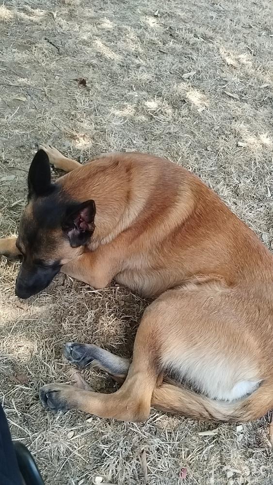 马犬16个月.孩子对狗毛过 敏便宜出售