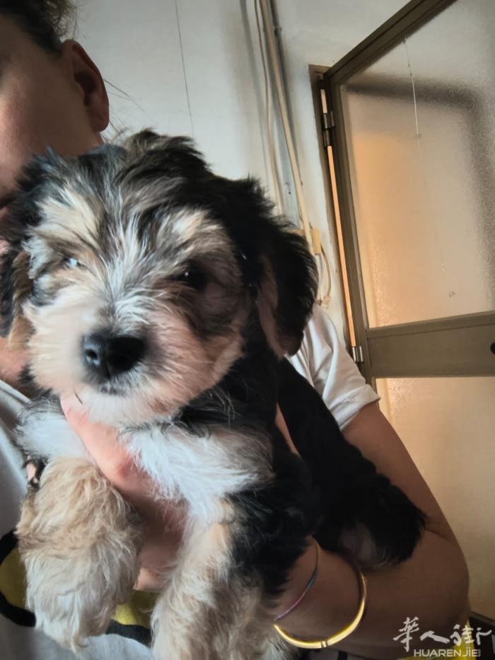最新小众品种Morkie，ins各大网红都在推的品种，尝鲜价600出售，管送，微