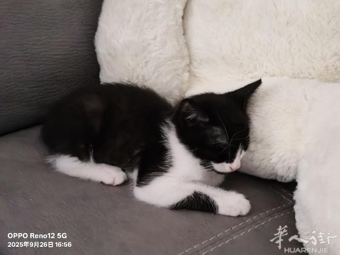 小猫咪送人，因我女儿对猫过敏，猫粮一起送