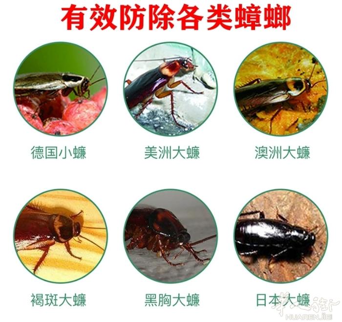 蟑螂药 臭虫药