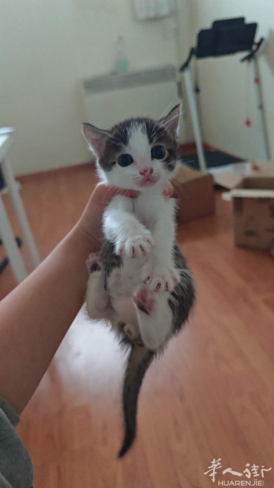 100块钱狸花猫