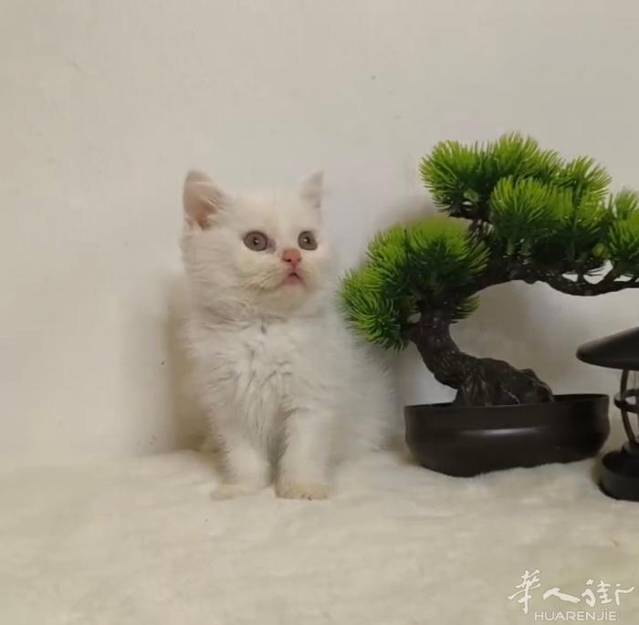 特价高颜值纯色的弟弟喜欢的来扰微信