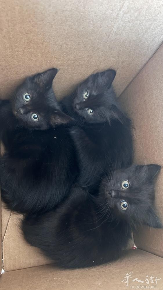 出几只小奶猫 一个半🈷️  非常乖可爱 非诚勿扰 喜欢的可以联系我  谢谢 微
