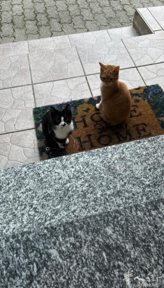 这两只小猫想找人领养 免费的 如果有需要的朋友请联系 非诚勿扰 谢谢🙏