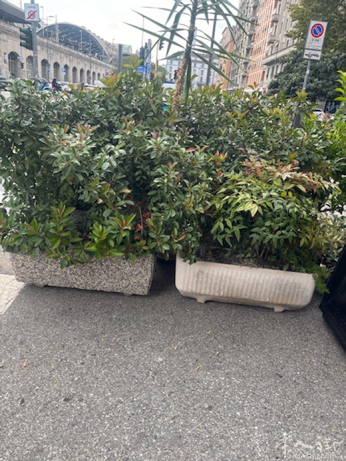 有几个这样的盆栽要卖掉，需要的老板联系，价格可以商量，在米兰，需要自提