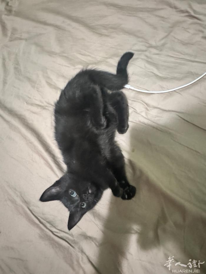 两个月大的小黑猫 英短和布偶混血 找家庭 一只150 有需要请加微信 qzx17