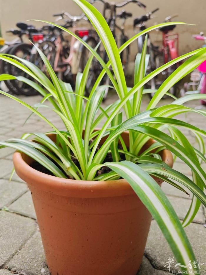 花草植物