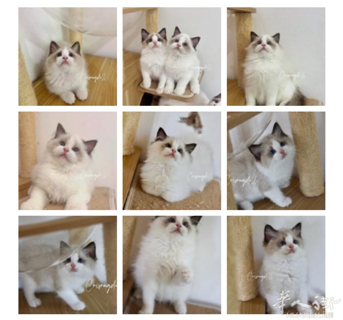 正规猫舍出精品纯种布偶猫，有合同和证件以及重大疾病保障，意大利境内可配送，喜欢的