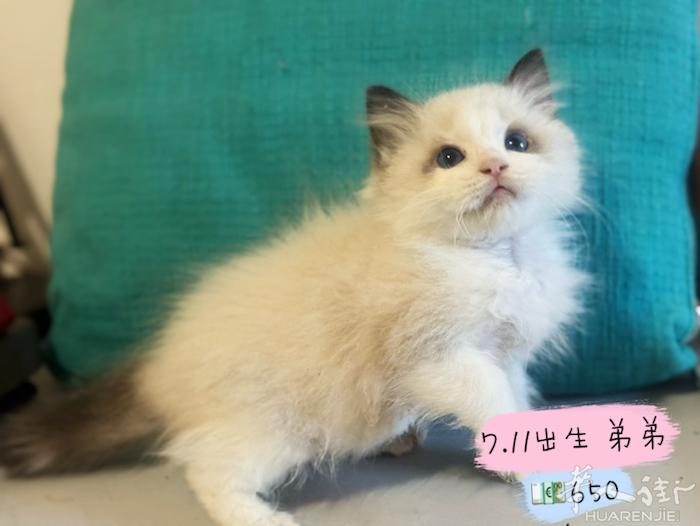 布偶小猫 7.11出生 弟弟