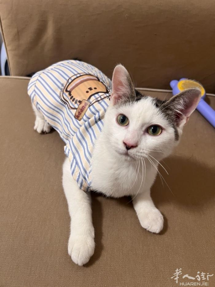 免费送 电话联系 小猫身体健康