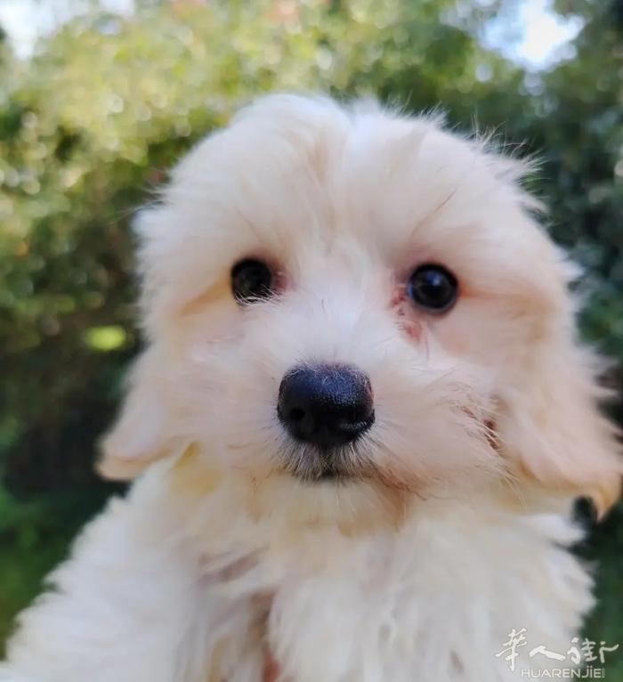 🔆MORKIE  马尔济斯+约克夏的宝宝   驱虫 疫苗 芯片 全好了 抱回家