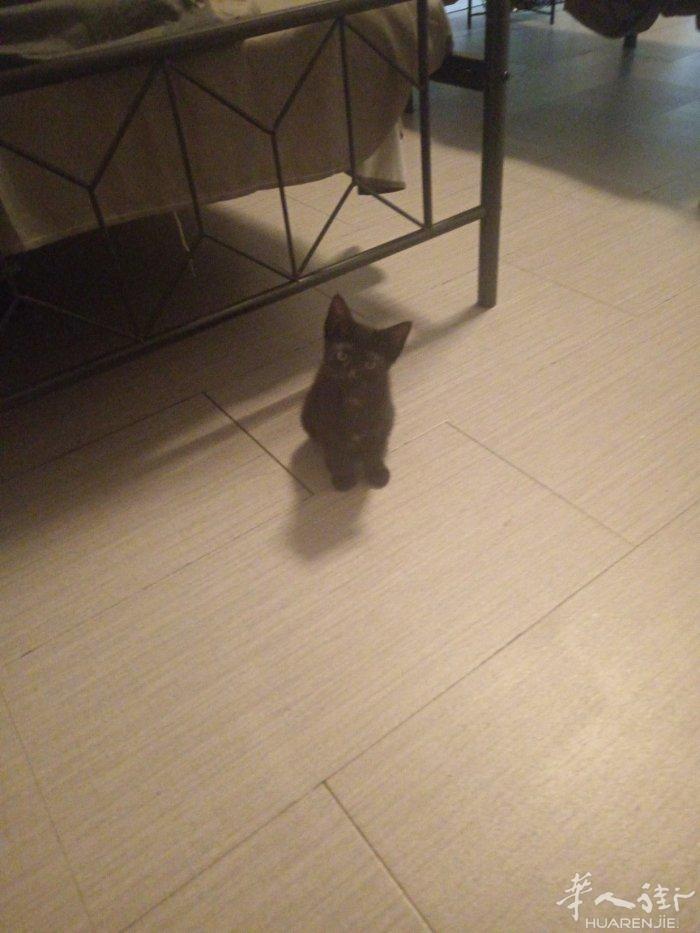 一只2个月的小黑猫很可爱，是居家小朋友最好的玩拌现在可以免费领养。有兴趣的朋友联