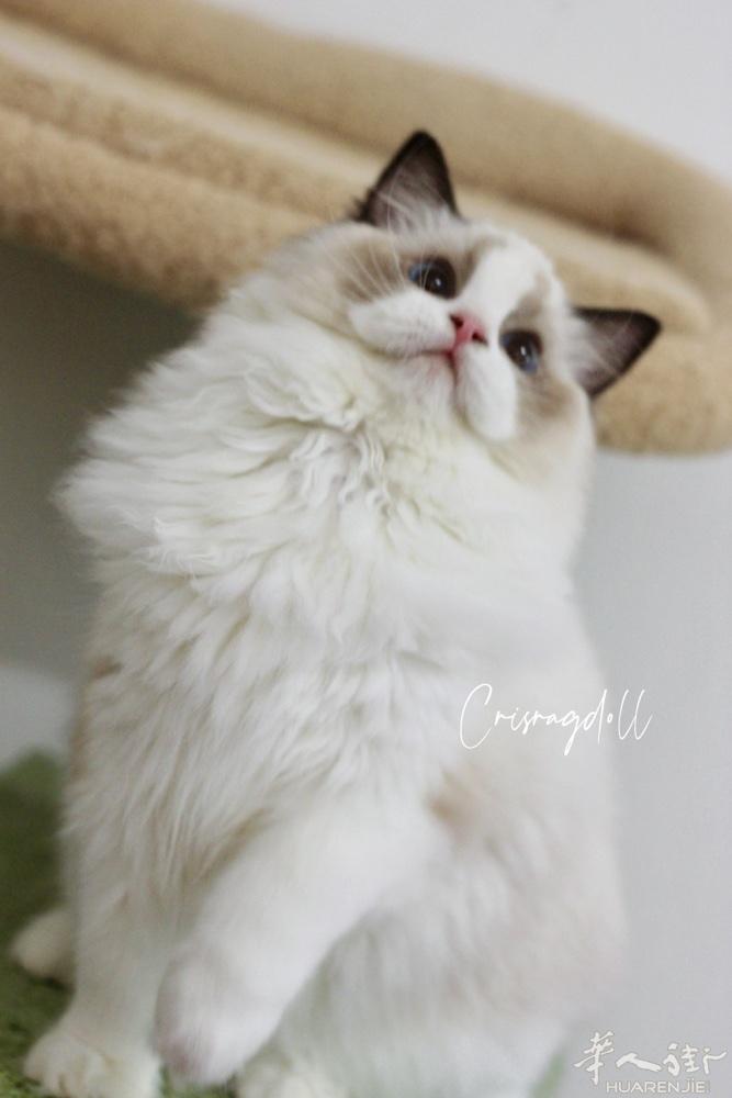 正规猫舍出高赛级布偶猫，意大利境内可配送，喜欢的联系
