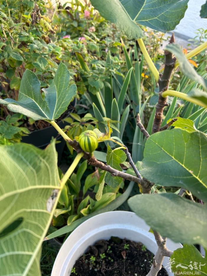 出无花果树，约1m高，20€ 还有一颗更好更大的，约2米高，50€ 都在盆里，家