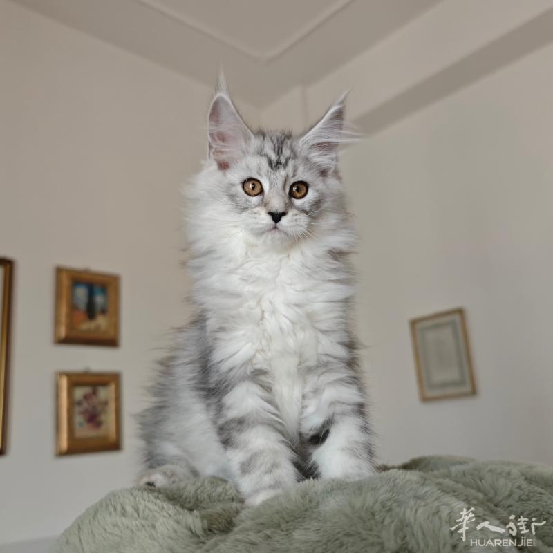 缅因猫妹妹两个半月，可去新家，疫苗齐全

微信: