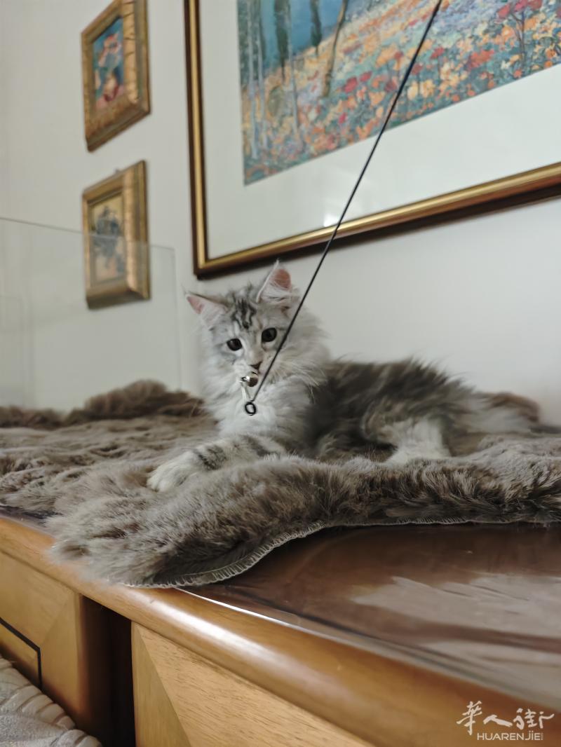 出一只银虎缅因猫妹妹，喜欢的来问吧疫苗齐全，准备好