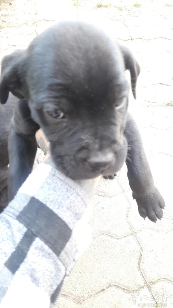 猛犬卡斯罗，750一只，管送， 微信A3895678888