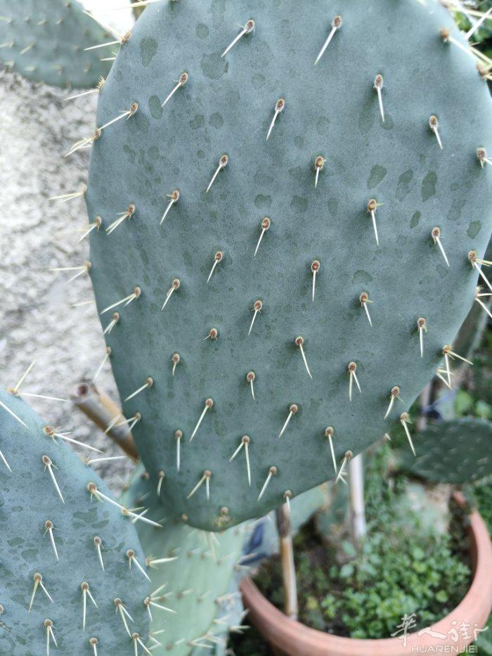 仙人掌🌵  种植超过6年了，  现在30欧   出售  需自取