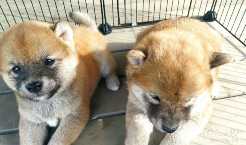 🔆最后一只柴犬母宝宝便宜出 包 驱虫一针疫苗和芯片 微信：QJE9821