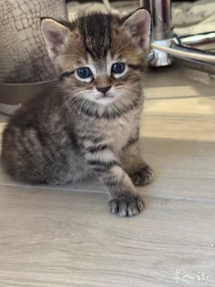 小猫🐱找主人、只需给－百€猫妈买干粮、就可以领养